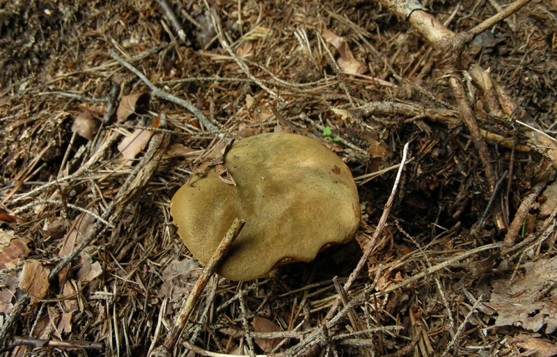 Facciamo due passi tra gli abeti